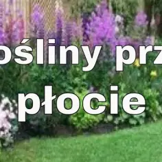 Co posadzić przy płocie z siatki, aby stworzyć piękny ogród?