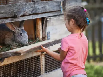 Dziewczynka przygląda się królikowi w klatce, która jest częścią projektu klatki dla królików.